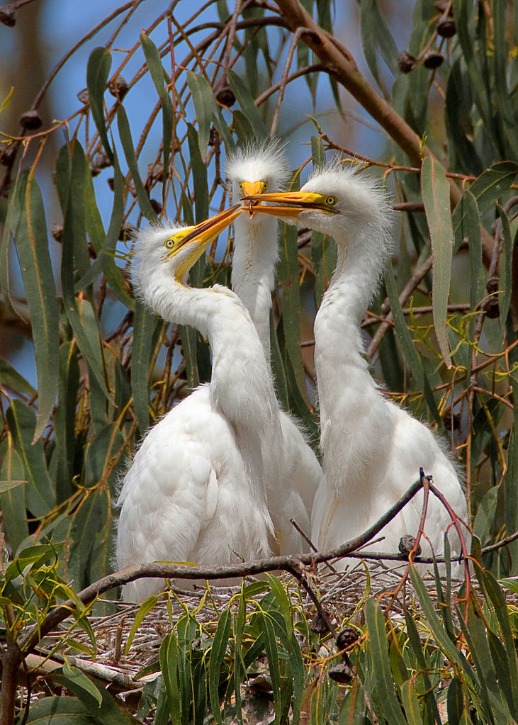 Great Egret (Ardea alba) nest with three chicks at the Morro Bay Heron Rookery