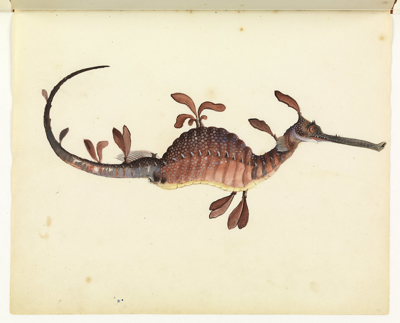 illustration of a reddish seahorse