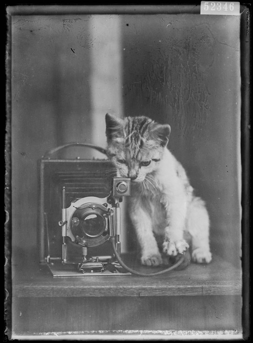 A small cat rubbing up against an old box camera