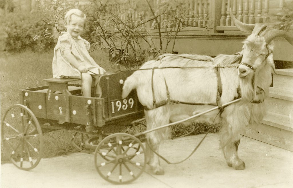 An unidentified girl is seen in a goat cart